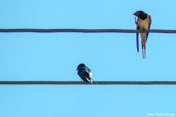 Vögel auf der Leitung 2021